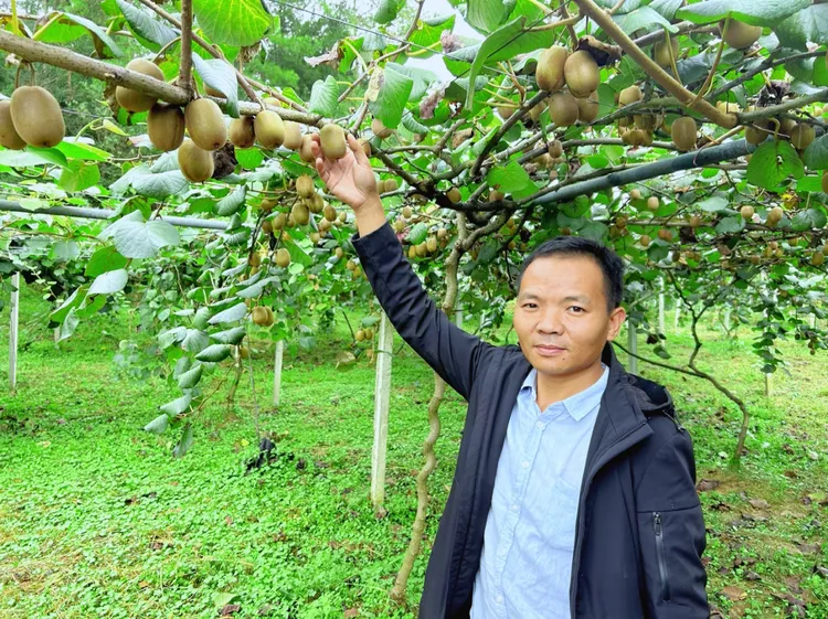 高山黄心猕猴桃香甜多汁新鲜农家种植现摘中秋节水果礼盒发货