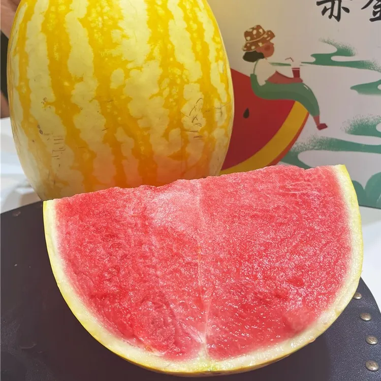 森叔源选 当季限定恐龙蛋西瓜新品种沙脆约6/10斤【顺丰包邮】