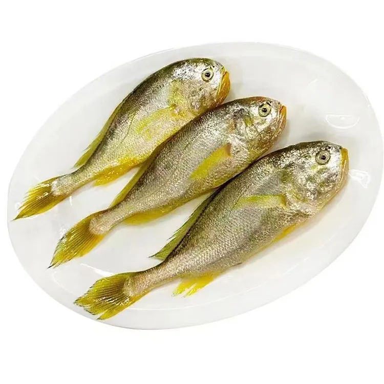舟山海鲜 中号小眼梅童鱼 大头梅丁 15-16条/斤 顺丰冷链