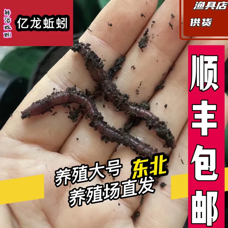 亿龙蚯蚓东北养殖红蚯蚓活饵鲜活盒装野钓鲫鱼袖钩专用顺丰包邮