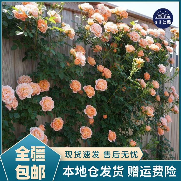 2包【新疆包邮】蔷薇种子爬藤月季种子全年开花植物花月季花种子