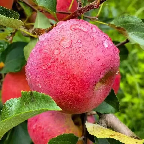 贵州威宁苹果杨华苹果新鲜水果礼盒装顺丰包邮