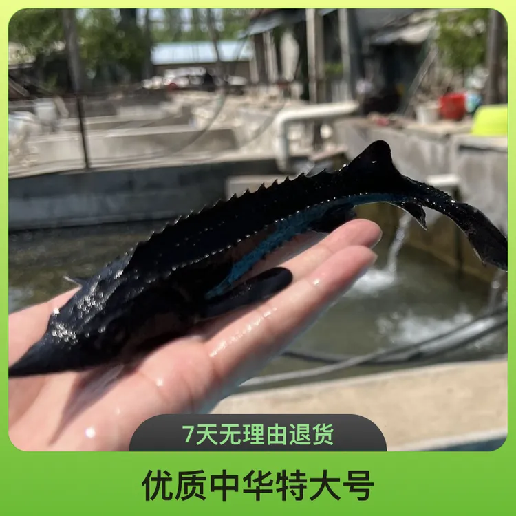 鲟龙鱼淡水冷水观赏鱼可用于鱼缸鱼池鱼塘水库养殖的活体鲟鱼