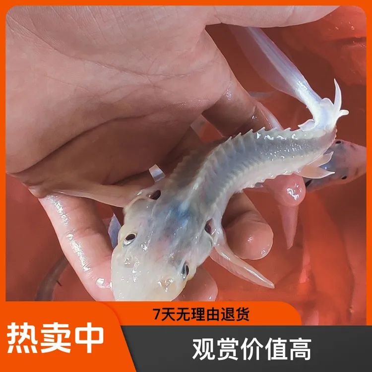 观赏鱼鲟龙鱼淡水鱼银白色变异冷水活体包邮鲟鱼鱼缸鱼池中华鲟