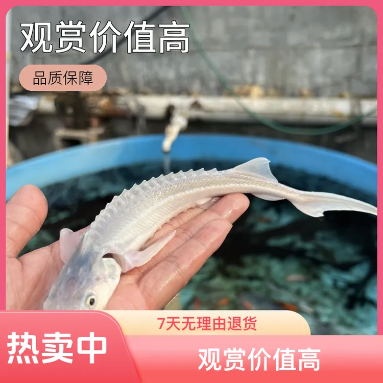 鲟龙鱼观赏鱼银白色淡水鱼冷水鱼活体水族鱼鱼缸鱼池鱼塘中华鲟鱼