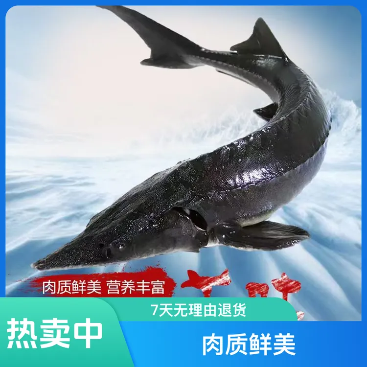 营养鲜鱼鲟龙鱼食用无刺新鲜水产礼品可食用养殖鲟龙鱼鲟鱼中华鲟