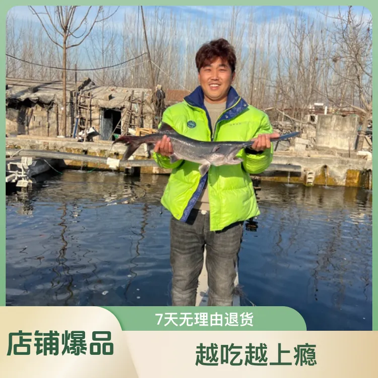 鸭嘴鱼现杀新鲜脆软骨无刺顺丰直发食用生鲜礼品鸭嘴鲟美食到家