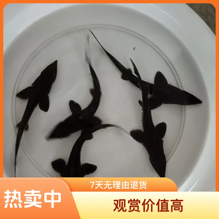 鲜活苗冷水淡水观赏鱼鲟龙鱼鱼苗中华鲟可食用可观赏鲟鱼