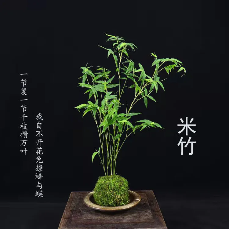 米竹苔藓球室内观赏艺术金明竹岁寒三友竹报平安好养可盆栽水培