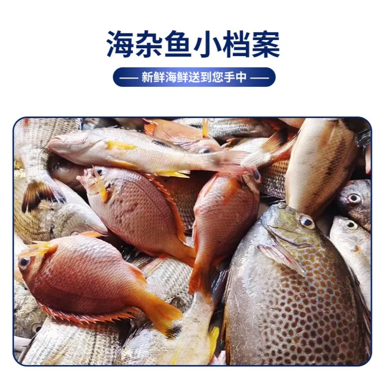 北部湾北海海鲜码头杂鱼现称,海产净含量2500g新鲜海虾
