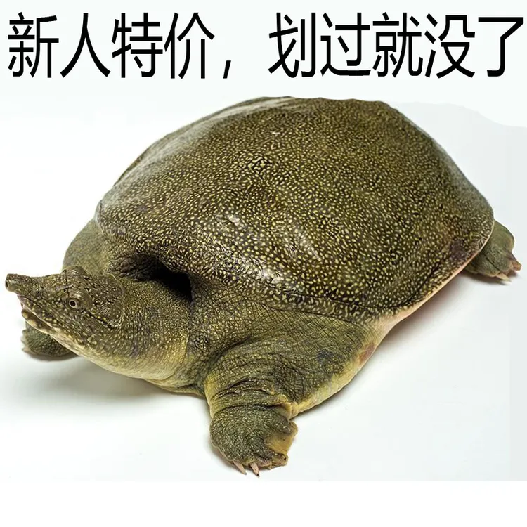 【包活送达死了包赔】2斤1只外塘生态新鲜活甲鱼水鱼团鱼王八批发