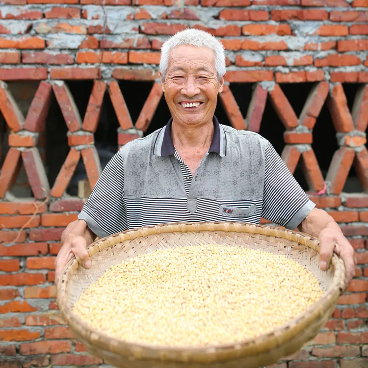 产地直发四川农家自种老品种黑肚脐椭圆形黄豆非转基因【专属】