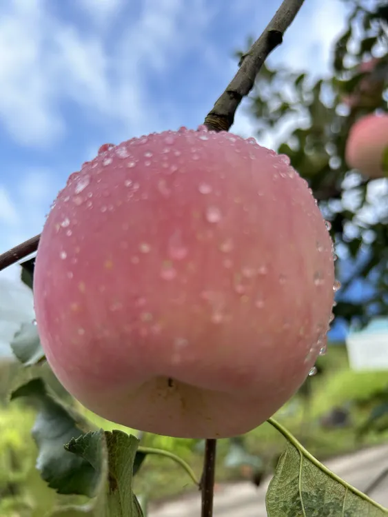贵州长顺高山露天种植高钙苹果红富士苹果5斤包邮