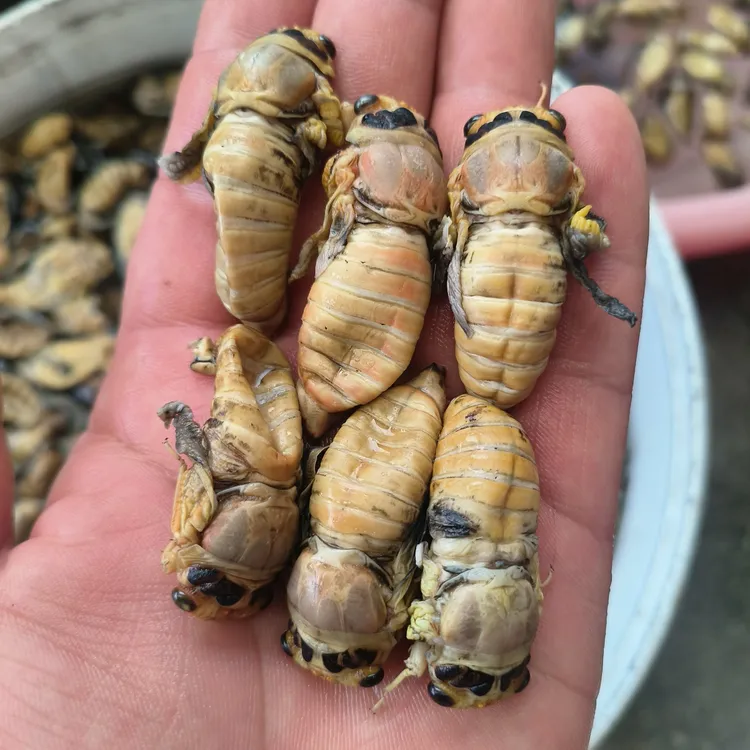 新鲜爬叉鸡拉猴白蝉400克100只包邮冷冻养殖美味食用新鲜9