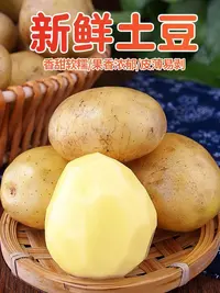 【东台琴姐】农家自种新鲜土豆黄心土豆