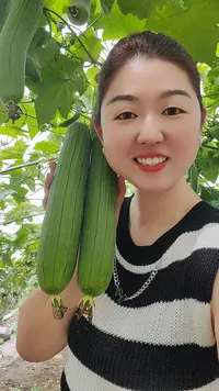 【东台琴姐】东台本地香丝瓜顺丰包邮现摘现发