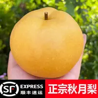 【东台琴姐】正宗秋月梨入口即化纯甜多汁顺丰包邮