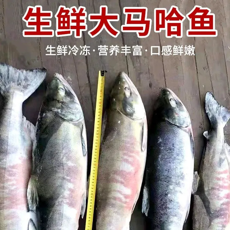 抚远特产速冻大马哈鱼生鲜大马哈鱼