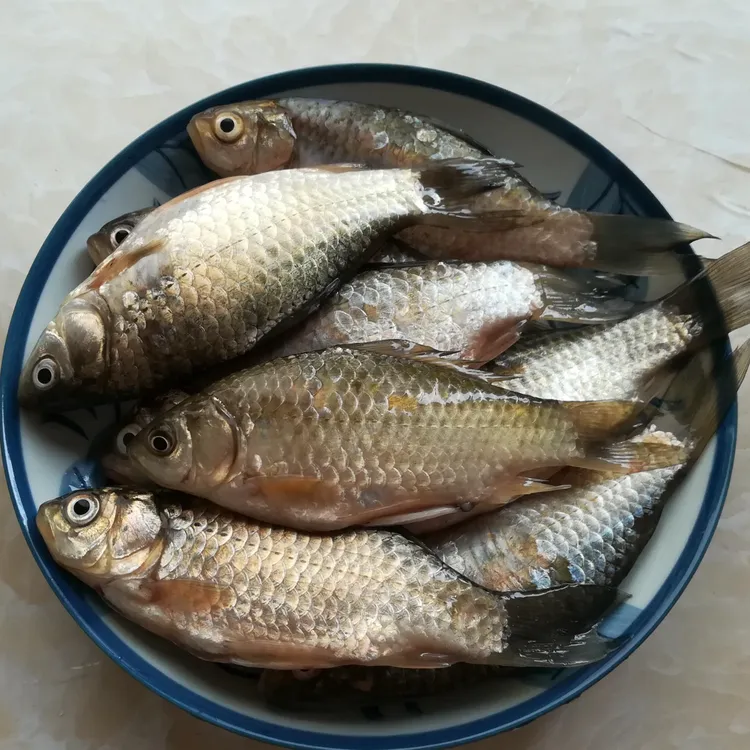 乌苏里江大鲫鱼黑龙江抚远是淡水鱼冷冻食用