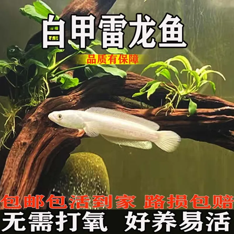 白乌鱼四川白甲雷龙白色黑鱼变异鱼可食用观赏鱼猛鱼无需打氧黑鱼