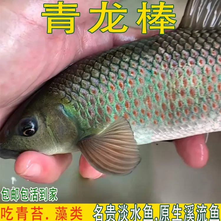 青龙棒鱼青衣鱼沉香鱼原生溪流鱼鱼缸鱼塘养殖观赏食用鱼华麟鱼