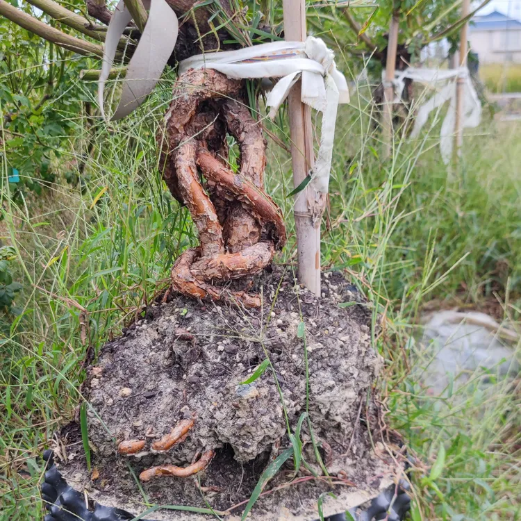 蔷薇提根，月季盆景，直播专用连接，一物一拍。江苏盐城发货。