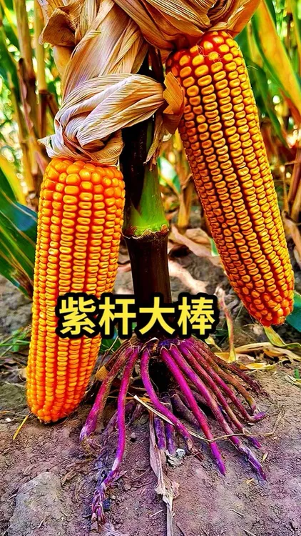 25年高产品种皮实王一号（100元一袋买5袋送1袋）