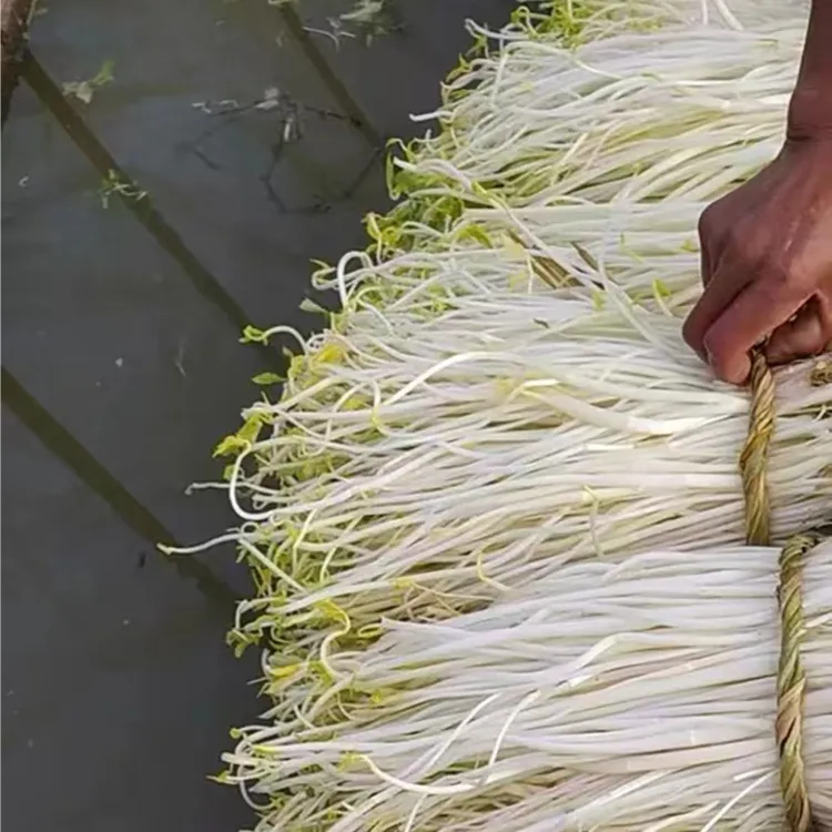 正宗溧阳白芹新鲜现挖带根产地直发3斤