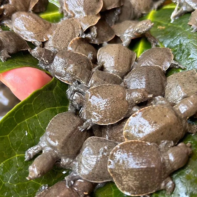 新苗小甲鱼苗中华鳖王八龟团鱼苗江西外塘冷水鲜活大苗水族宠物