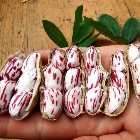 攀枝花高山七彩花生