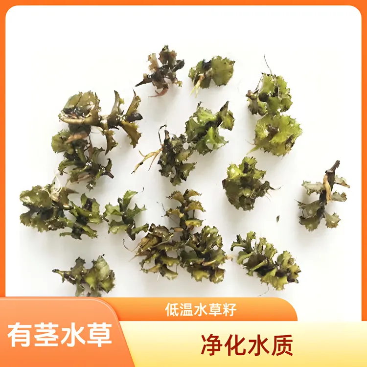 麦黄草草籽种子菹草石芽低温生长小龙虾养殖专用水草籽