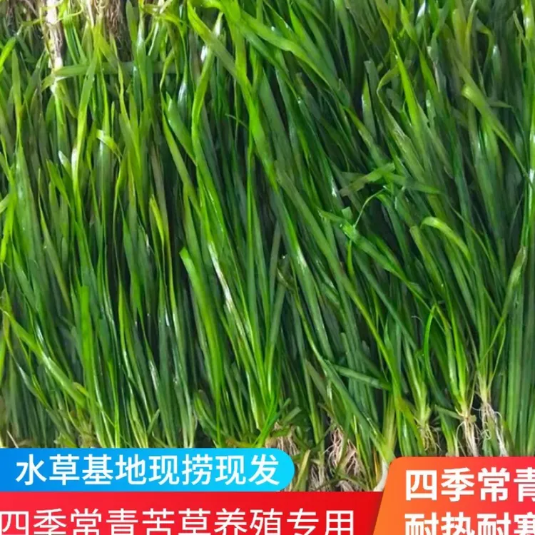苦草水草扁担草淡水水草四季苦草水草带根水草