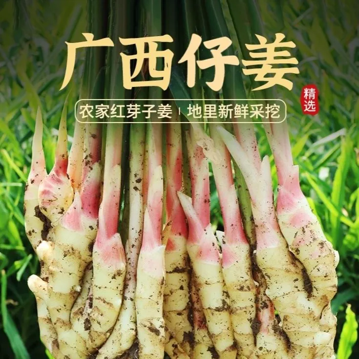 广西仔姜嫩姜新鲜现挖带泥发货3斤/5斤/10斤鲜姜