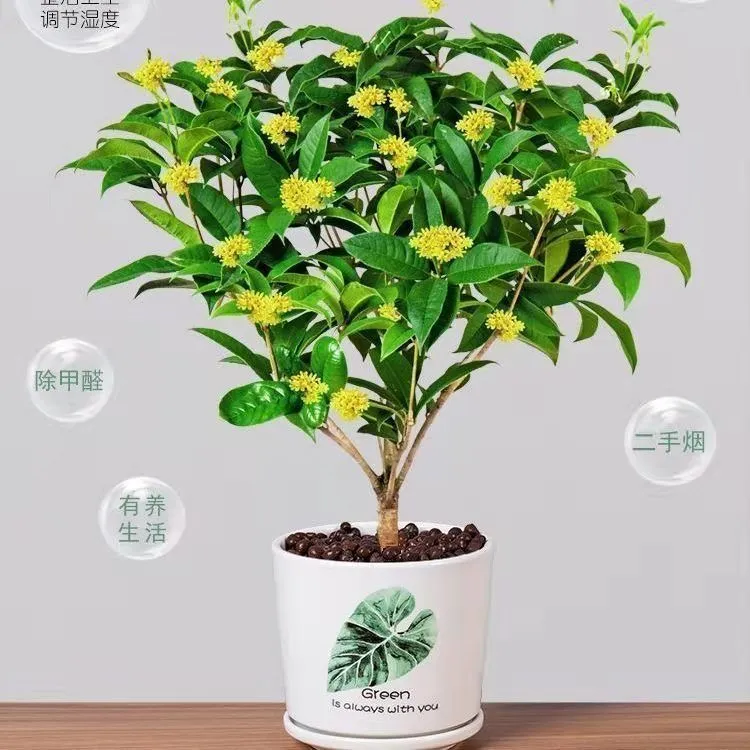【桂花树】盆栽浓香型四季桂花卉绿植庭院阳台种植净化空气好养植