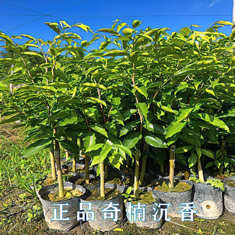 【正宗奇楠沉香苗】嫁接奇楠苗黑油霸母树优良品种名贵树盆栽绿植