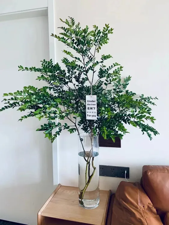 美男树水培植物室内好养护家里茂盛马醉木鲜切吊钟枝高端水培绿植