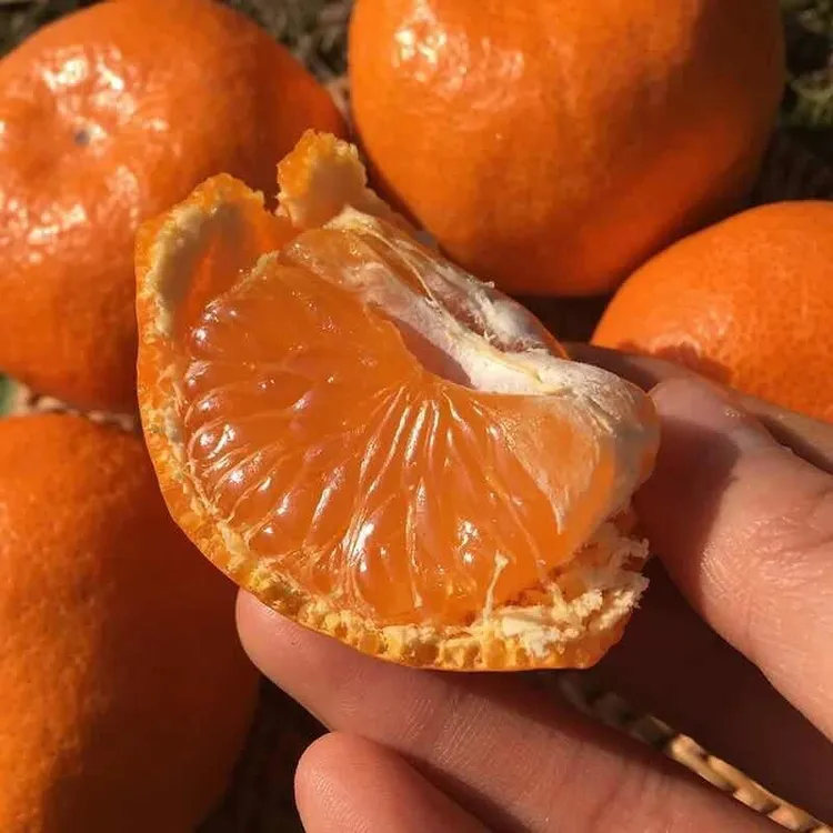 大道河 新鲜橘子柑橘5斤