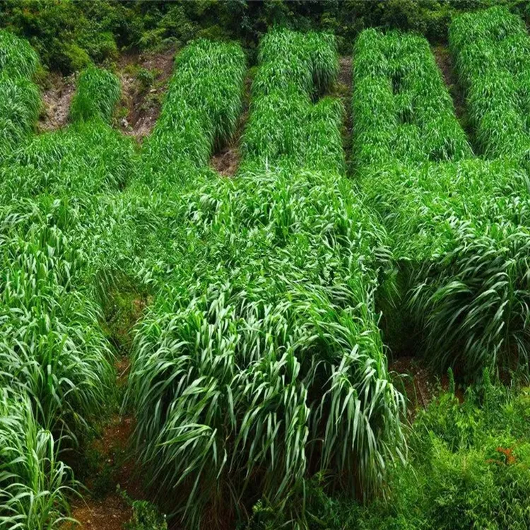 一年生四倍体通用黑麦草花艺中国风落地绿植