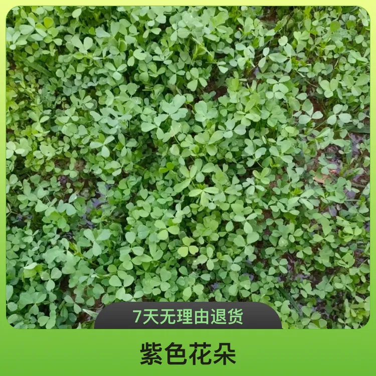大叶多年生紫花苜蓿栽培牧草绿植 牛羊驴马兔猪植物多种灌溉分枝