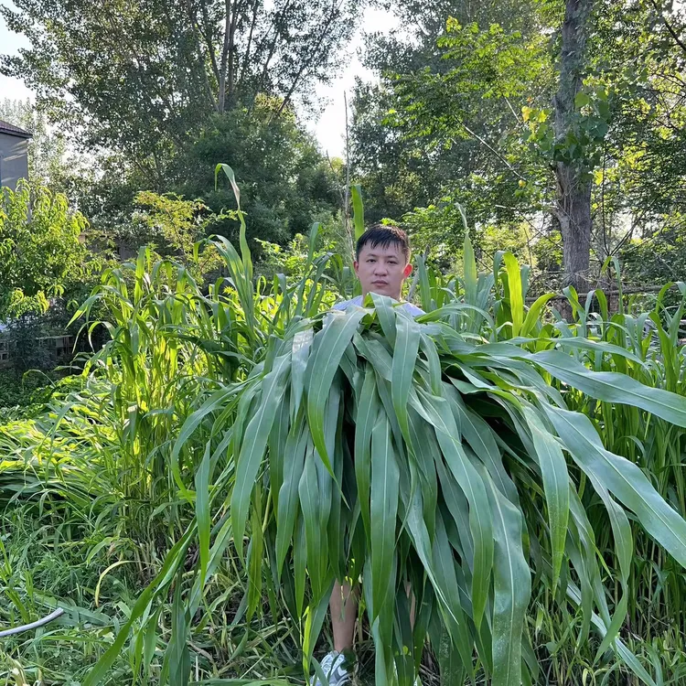 高产高丹王牧草绿植春季夏季山地播种畜禽通用植物绿色