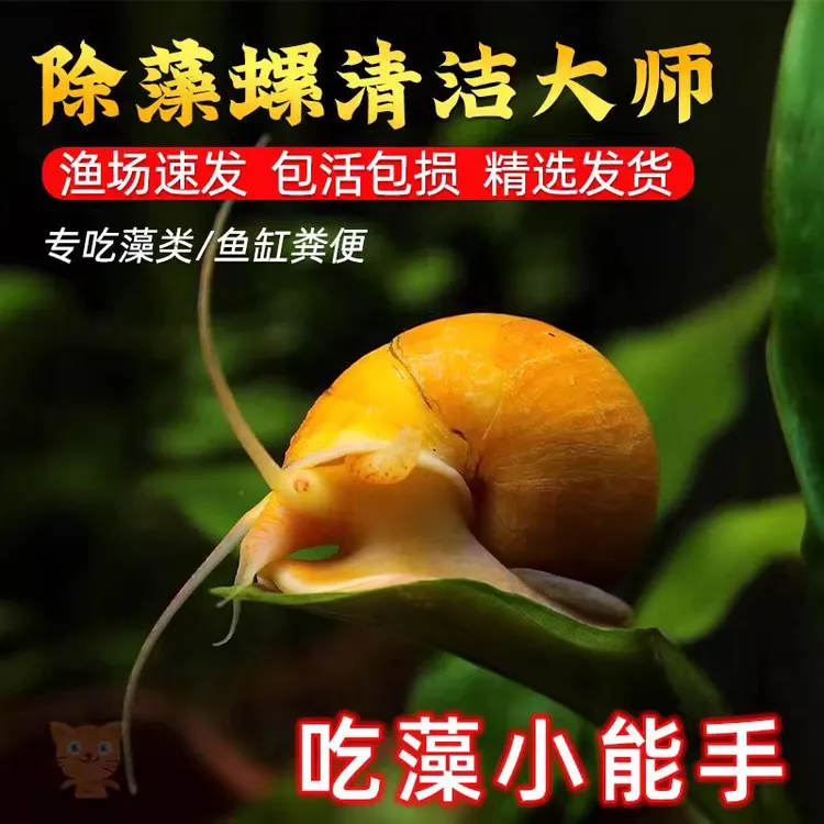 黄金螺除藻螺观赏螺鱼缸清洁螺吃藻螺苹果螺斑马螺吃粪工具淡水螺