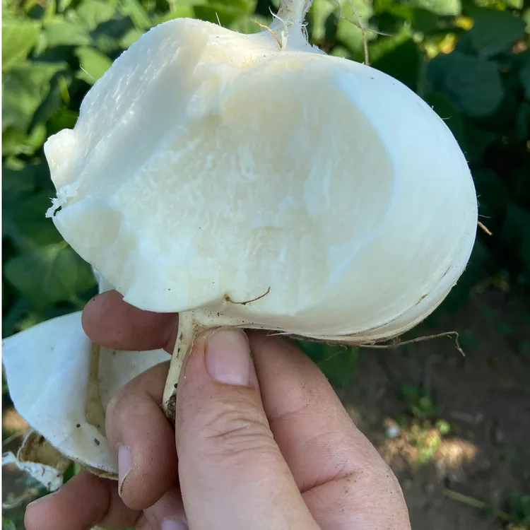 贵州品质地萝卜葛瓜凉薯地瓜蔬菜水果脆甜多汁3-9斤现挖现发地梨