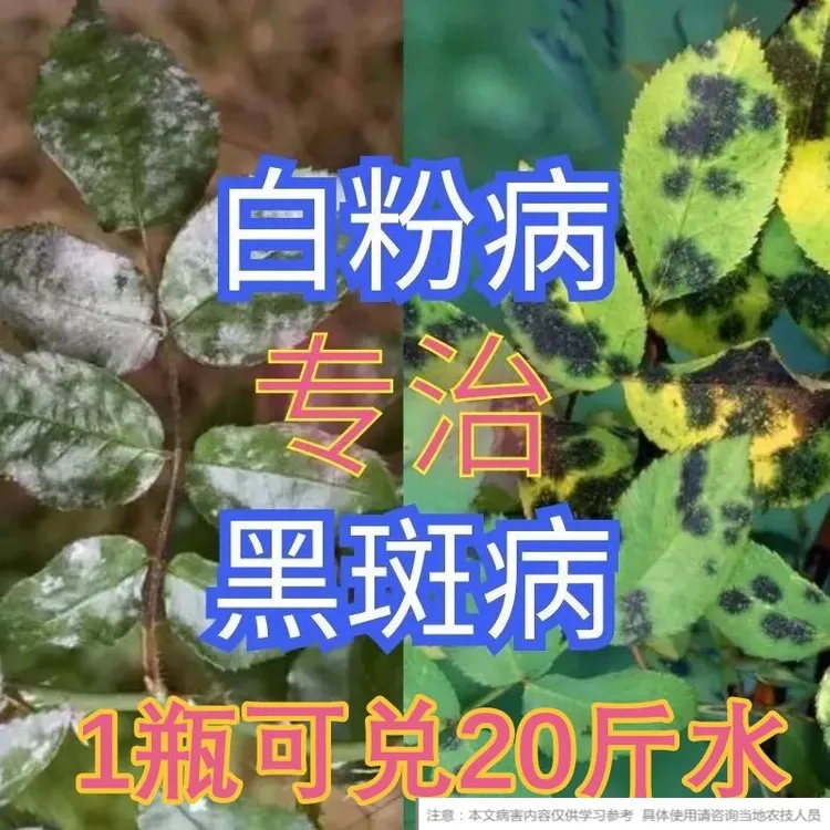 多菌灵白粉病黑斑病专用月季花多肉玫瑰花卉蔬菜植物杀菌药剂