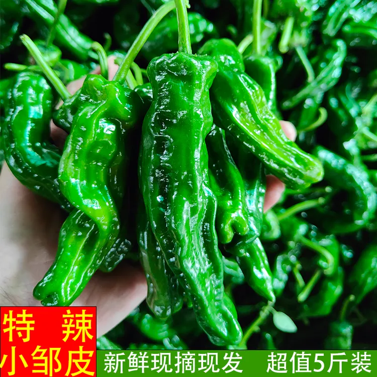 会龙邹皮辣椒特辣爆辣香辣炒鸡专用皮薄籽少农家辣椒5斤包邮