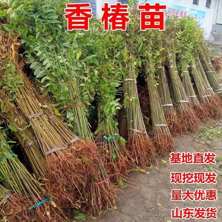 红油香椿苗树绿油香椿树苗产量高四季食用椿树苗盆栽地香椿树苗