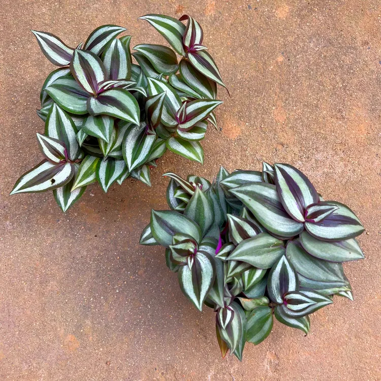 买一送一四季室内紫叶吊竹梅紫色吊兰垂吊植物吊兰绿植紫竹梅