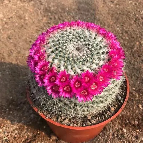 会开花仙人球玉翁盆栽办公室内桌面植物防辐射吸甲醛美观易养活