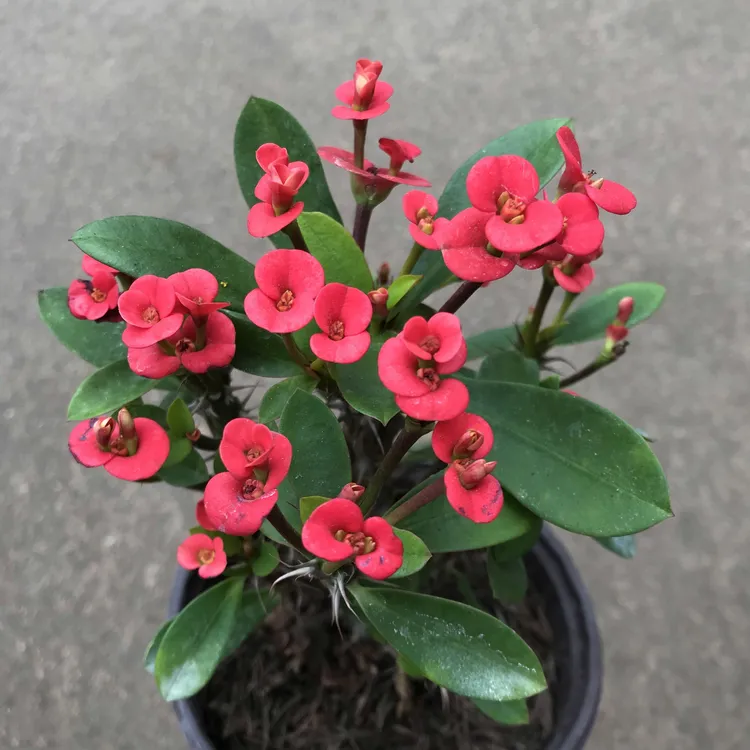 四季虎刺梅小花室内阳台花卉耐晒盆栽好养易活净化铁海棠花卉盆栽