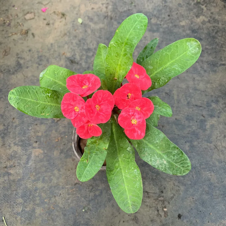 大叶大花虎刺梅盆栽好养易活大铁海棠红色老桩室内阳台庭院花卉