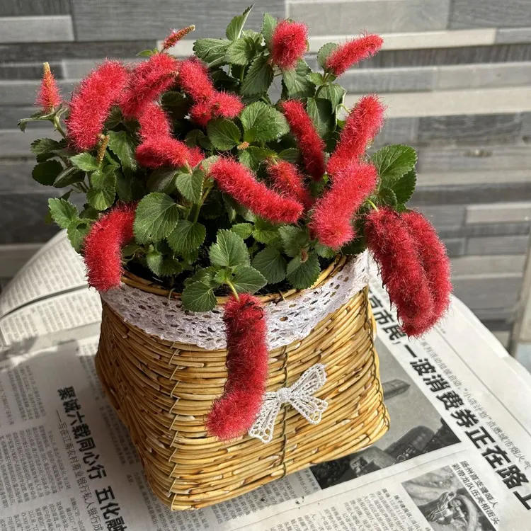 红樱吊兰岁岁红色猫狗尾红吊兰盆栽庭院阳台垂吊耐热植物好养易活